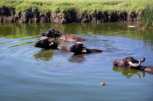 Buffalo is a breed of marsh buffalo also known as domestic buffalo.