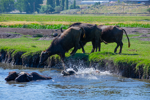 Buffalo is a breed of marsh buffalo also known as domestic buffalo.