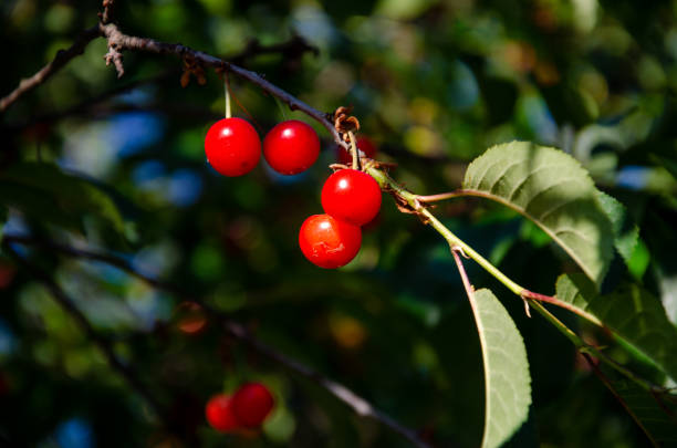 Red ripe cherries on a tree. Green leaves, blue sky. Red ripe fruit