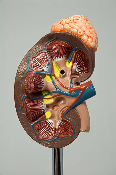 Model of the human kidney stock photo