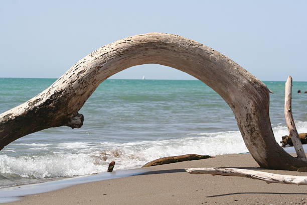 curved trunk at tropical beach