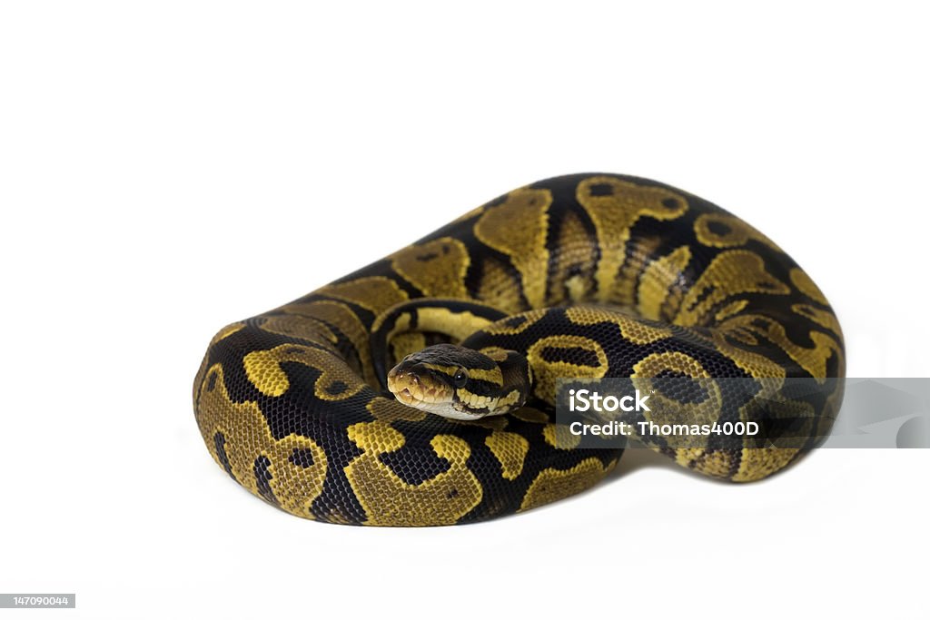 Ball Python Ball python morph, on a white background Beauty In Nature Stock Photo