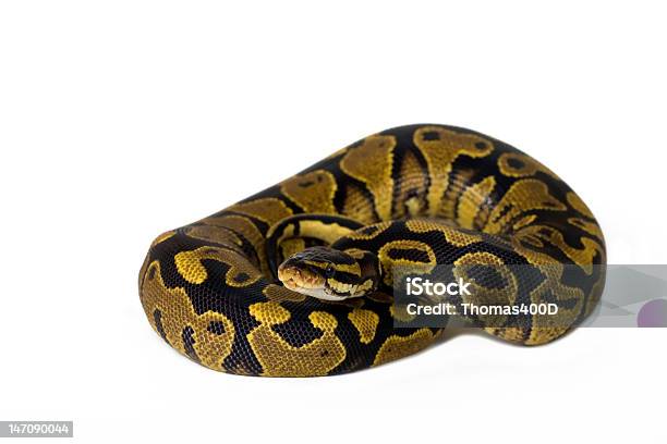 Ball Python Stock Photo - Download Image Now - Beauty In Nature, Cut Out, Horizontal