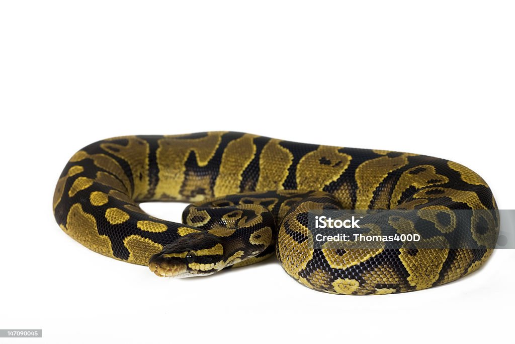 Ball Python Forward Facing Ball Python Stock Photo - Download Image Now - Beauty In Nature, Cut ...