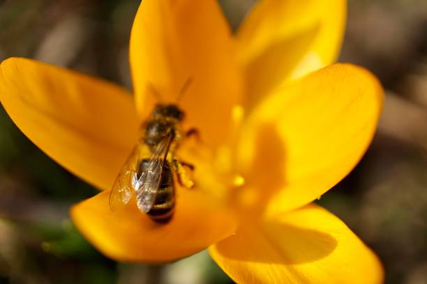crocus chrysanthus ist eine pflanzenart aus der gattung der krokusse ("crocus") in der familie der schwertliliengewächse (iridaceae). es trägt leuchtend orange-gelbe schalenförmige blüten. - snow crocus flower spring stock-fotos und bilder