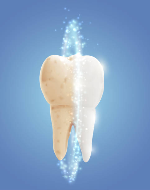 ilustrações de stock, clip art, desenhos animados e ícones de vector molar tooth. beauty and health. tooth cleaning and personal care - equal opportunity flash