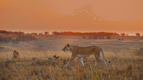 일출에 고요하고 황금빛 야생 동물 보호 구역에서 걷는 사자