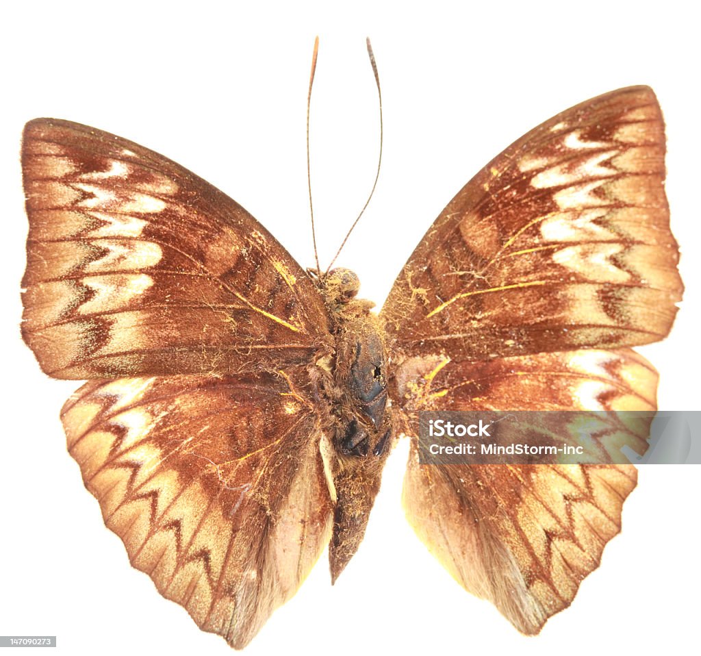 Malaio Baron Borboleta - Royalty-free Animal macho Foto de stock