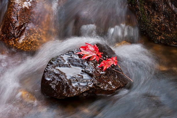 Flowing Water with Autumn Color stock photo