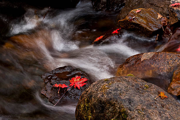 Flowing Water with Autumn Color stock photo