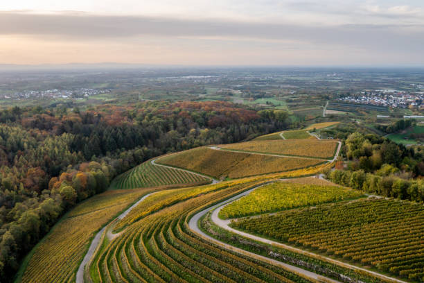 istock Aerial view of vineyards and Black forest - Germany 1470903680