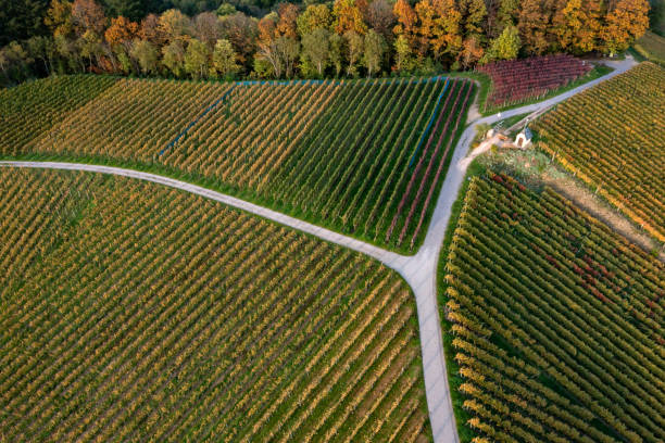 istock Aerial view of vineyards and Black forest - Germany 1470904549