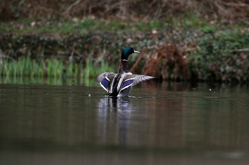 Male Mallard On Lake Spreading Wings