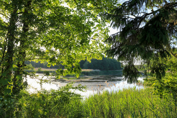 istock Idyllic countryside landscape with trees and a lake 1470905024