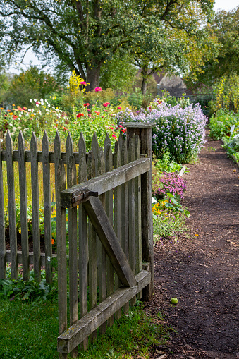 Open wooden gate in an English cottage flowering garden, on a summer day.