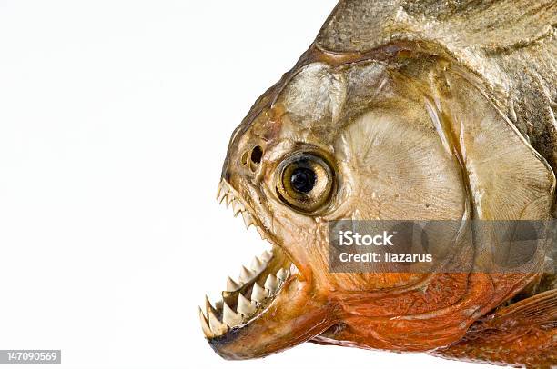 Piranha Stock Photo - Download Image Now - Piranha, Animal Mouth, Animal Teeth