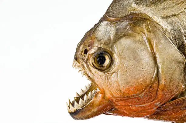 Anhydrous piranha under studio lights. Nikon D2X, Micro Nikkor 105mm. Processed in Capture NX2 and Adobe Photoshop CS3