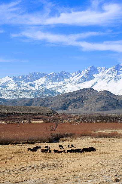 istock Cattle Grazing The Owens Valley 147090623