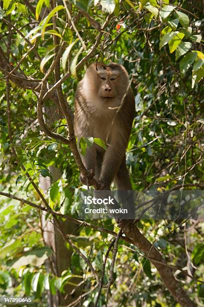 Macaco De Cauda De Porco - Fotografias de stock e mais imagens de Animal - Animal, Animal selvagem, Ao Ar Livre