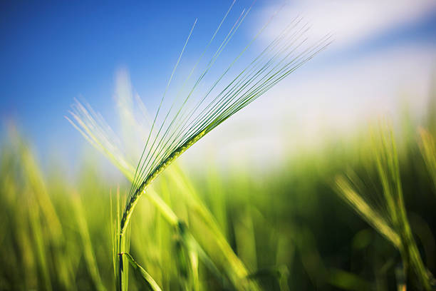 Summer field stock photo