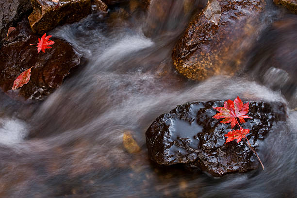 Flowing Water with Autumn Color stock photo