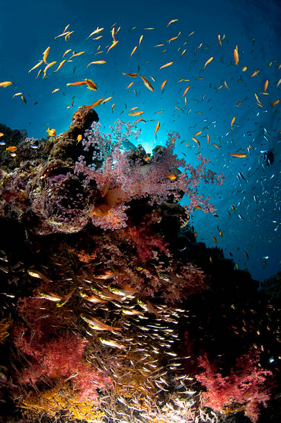 Sea fan coral, school of glass fish, Egypt Reef and colored soft corals, Red Sea, south Sinai, Egypt coral gorgonian coral hydra reef stock pictures, royalty-free photos & images