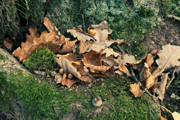 istock yellow oak leaves and acorns 1470907342