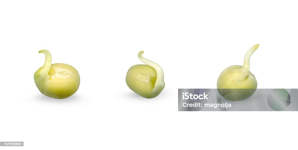 Зеленая капуста - Стоковые фото Белый фон роялти-фри