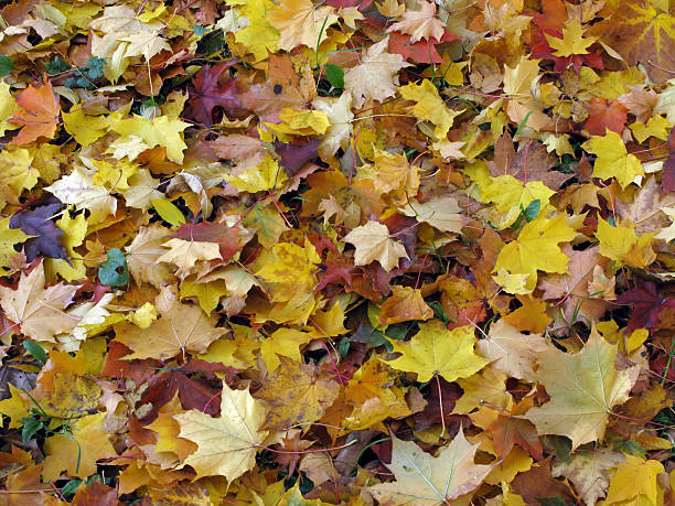 istock Autumn fall of the leaves 147090809