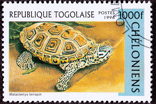 istock Canceled Togan Postage Stamp Spotted Diamondback Terrapin, Malaclemys Sand 147091037