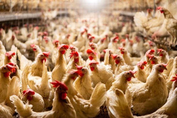 chicken farm. - poultry imagens e fotografias de stock