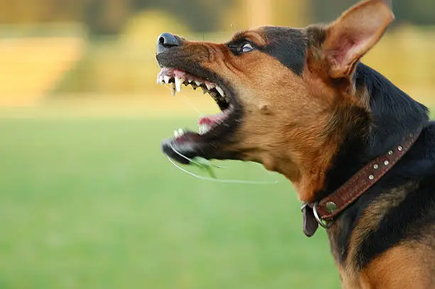 Photo of Angry dog with bared teeth outside