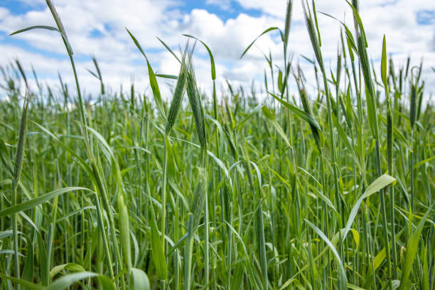 istock green bright grass in the field, wheatgrass. 1470912511