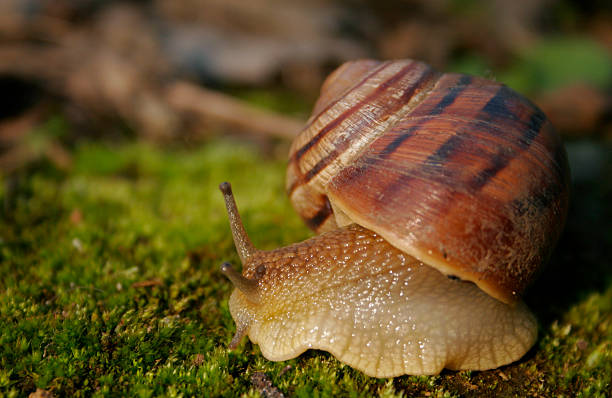 Snail Spring stock photo