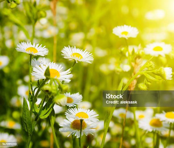 Camomile Foto de stock y más banco de imágenes de Aire libre - Aire libre, Amarillo - Color, Belleza de la naturaleza