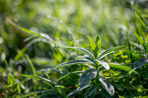 Morning green grass on the meadow with drops of dew.