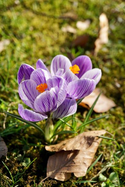 crocus pickwick is a variety with white flowers with numerous lilac stripes. the core is orange. - single flower flower crocus bud imagens e fotografias de stock