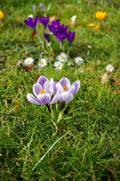 crocus pickwick is a variety with white flowers with numerous lilac stripes. the core is orange. - single flower flower crocus bud imagens e fotografias de stock