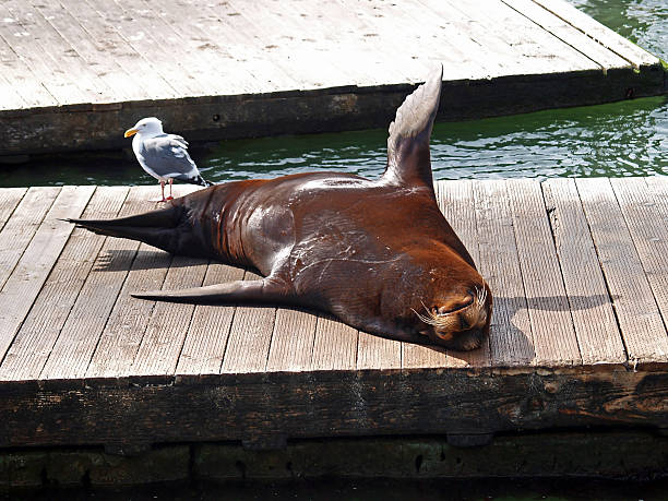Sea Lion Basking in the Sun