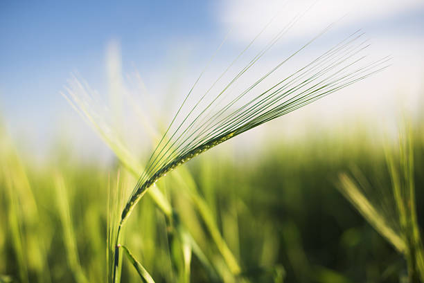 Summer field stock photo