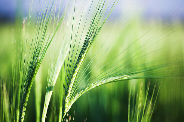 Summer field stock photo