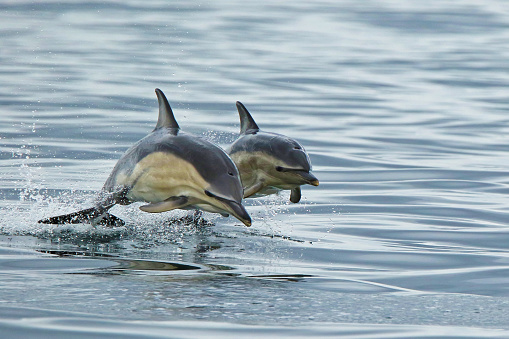 Delfines comunes photo