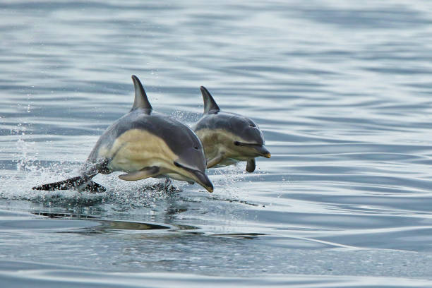 Common dolphins A common dolphin mother and calf leap together out of the calm ocean in Scotland, off the coast of Mull. aquatic mammal stock pictures, royalty-free photos & images