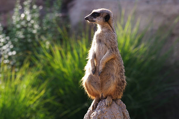 Meerkat stock photo