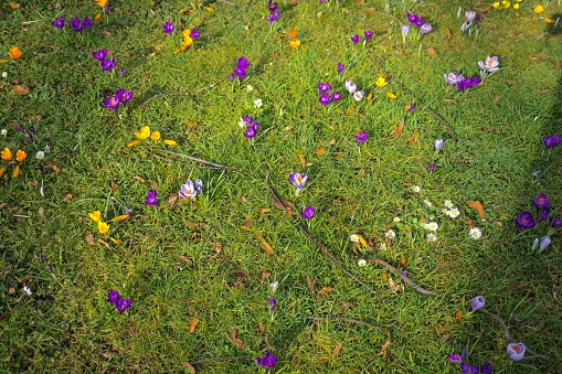 A green glade with spring crocuses. Spring meadow with colorful crocuses. Spring crocuses in the meadow. Multicolored crocuses on the green grass.