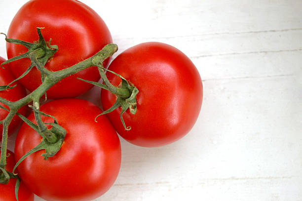 Tomatoes on the Vine stock photo