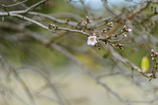 Chestnut flowers (Castanea sativa)