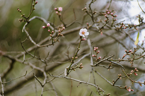 View of a group of spring flowers.