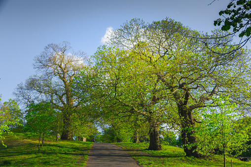 The photo captures the idyllic scene of Greenwich Park on a beautiful spring day in London. The sun is shining brightly, casting a warm glow over the lush green landscape. The sky is a bright blue with a few fluffy white clouds dotted here and there.\n\nIn the foreground, there is a large tree with fresh green leaves, providing shade for a group of people who are sitting on the grass. They appear to be enjoying a picnic, with a basket and blankets spread out around them. A gentle breeze is blowing, making the leaves rustle softly and the grass sway.\n\nIn the middle of the frame, there is a wide path leading up to a hill, which is covered in more trees and bushes. The path is flanked by neatly trimmed hedges, adding to the park's well-manicured appearance. In the distance, there is a grand old building with an iconic dome, which is likely the Royal Observatory.\n\nOverall, the photo captures the serene and picturesque beauty of Greenwich Park on a sunny spring day in London, with people enjoying the peaceful surroundings and taking in the stunning views.