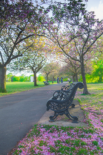 Greenwich park is the best place and public park to see cherry blossom trees on April in London, England, United Kingdom